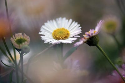 Spring Light In My Secret Garden by Zoe Schumacher framed wall art