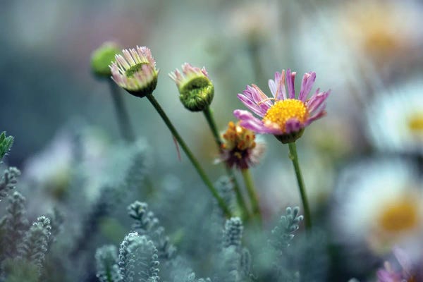 Zoe Schumacher: Raise In My Secret Garden by Zoe Schumacher