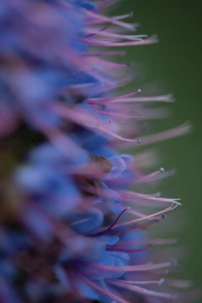 Secret Garden by Zoe Schumacher multi panel art