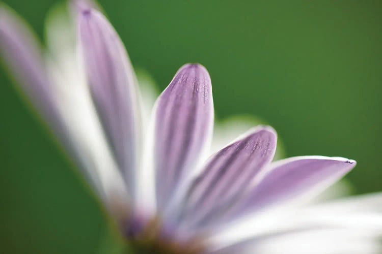 Flower Petals