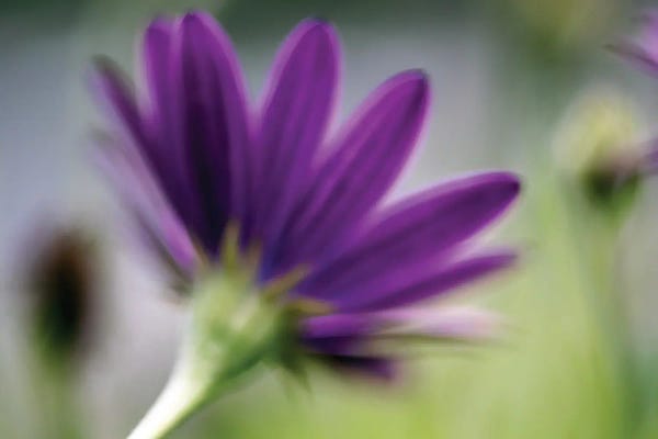 Zoe Schumacher: Gentle Breeze by Zoe Schumacher