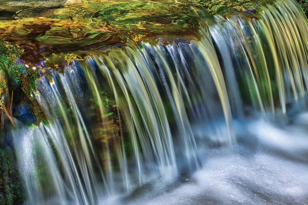 Zoe Schumacher: Fern Spring by Zoe Schumacher