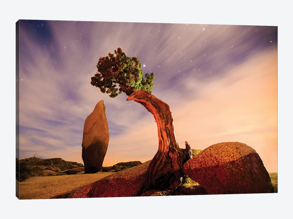 Juniper Tree At Jumbo Rocks - Joshua Tree National Park by Zoe Schumacher 1-piece Canvas Art