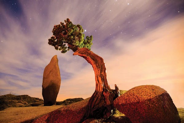Zoe Schumacher: Juniper Tree At Jumbo Rocks - Joshua Tree National Park by Zoe Schumacher