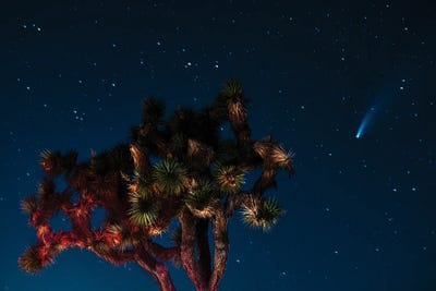 Spotting Newwise Comet by Zoe Schumacher framed wall art