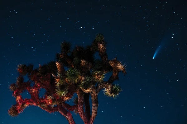 Zoe Schumacher: Spotting Newwise Comet by Zoe Schumacher