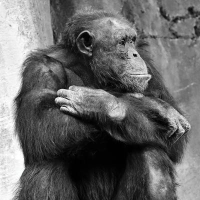 Majestic Profile by Zoe Schumacher acrylic art print