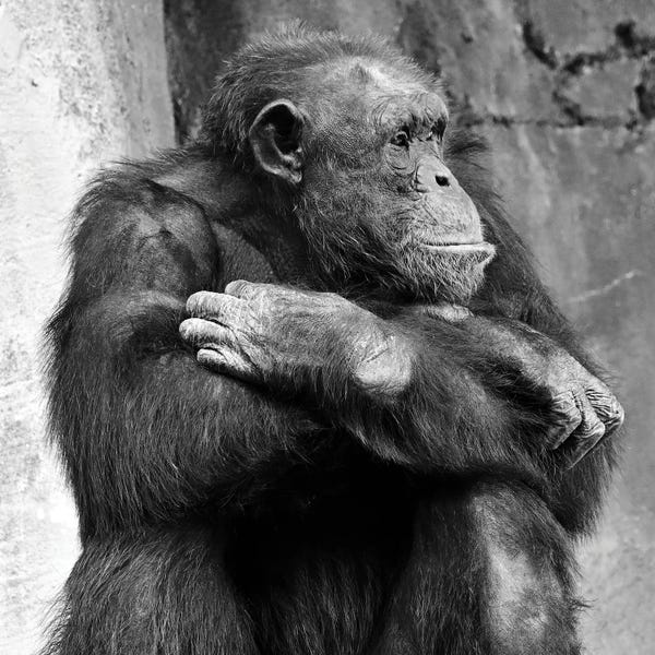 Zoe Schumacher: Majestic Profile by Zoe Schumacher