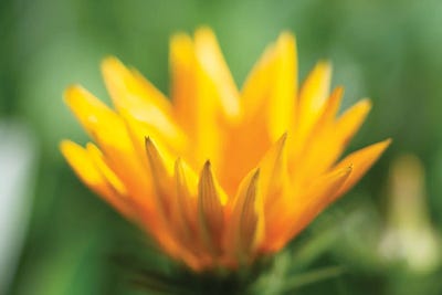 Poetry & Purpose by Zoe Schumacher canvas print