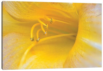 Yellow Daylily Canvas Art Print - Zoe Schumacher