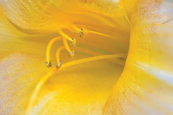 Zoe Schumacher: Yellow Daylily by Zoe Schumacher