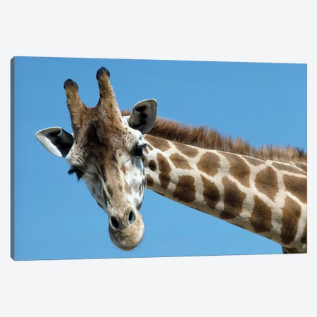 Reticulated Giraffe Portrait, Native To Africa Canvas Print #ZSD10} by ZSSD Canvas Artwork