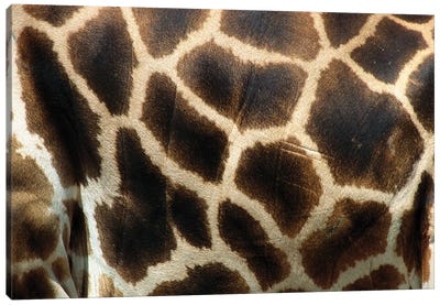 Rothschild Giraffe Detail Of Coat Pattern, Native To Uganda And Kenya Canvas Art Print