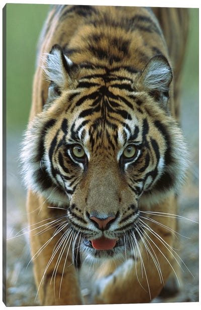 Sumatran Tiger Close-Up Portrait Of Female, Endemic To Sumatra, Indonesia Canvas Art Print