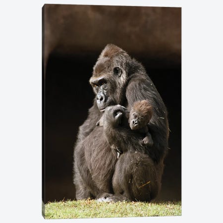 Western Lowland Gorilla Mother Holding Her Baby, Native To Africa Canvas Print #ZSD14} by ZSSD Canvas Print