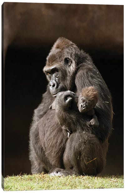 Western Lowland Gorilla Mother Holding Her Baby, Native To Africa Canvas Art Print - Primate Art