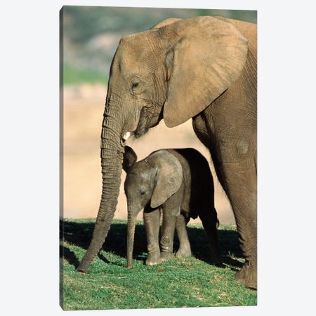 African Elephant Mother And Calf, Native To Africa Canvas Print #ZSD1} by ZSSD Canvas Art Print