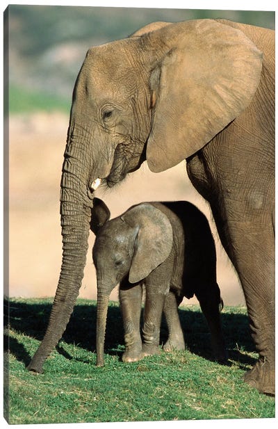 African Elephant Mother And Calf, Native To Africa Canvas Art Print