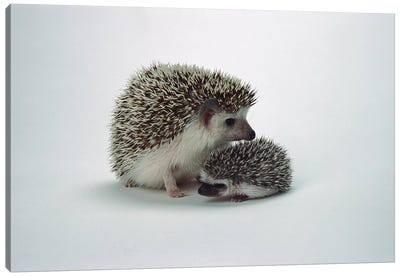 African Hedgehog Baby And Mother, Native To Africa Canvas Art Print