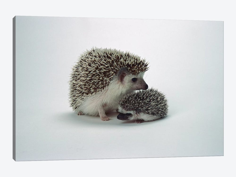African Hedgehog Baby And Mother, Native To Africa 1-piece Canvas Print