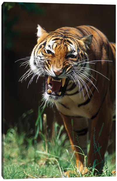 Bengal Tiger Snarling, Native To India Canvas Art Print