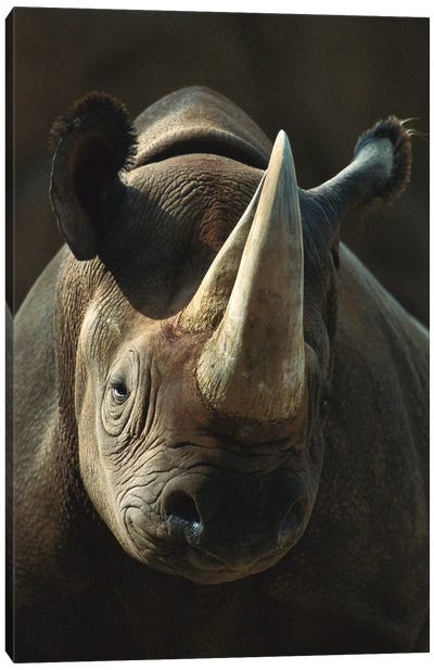 Black Rhinoceros Portrait, Native To Africa Canvas Art Print