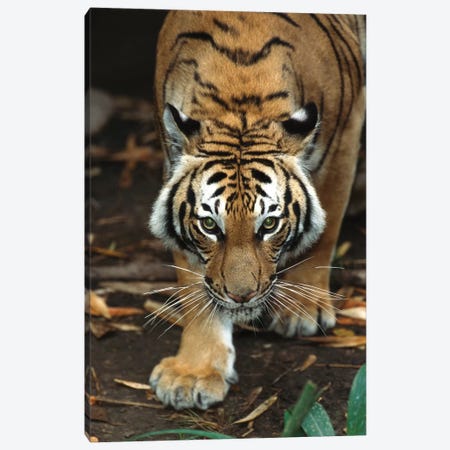 Malayan Tiger, Native To Malaysia Canvas Print #ZSD9} by ZSSD Canvas Print
