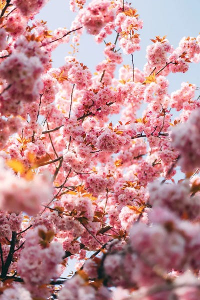 Cherry Blossoms: Salzburg, Austria II by Sebastian Scheichl