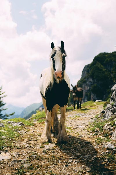 Sebastian Scheichl: Spullersee, Austria by Sebastian Scheichl
