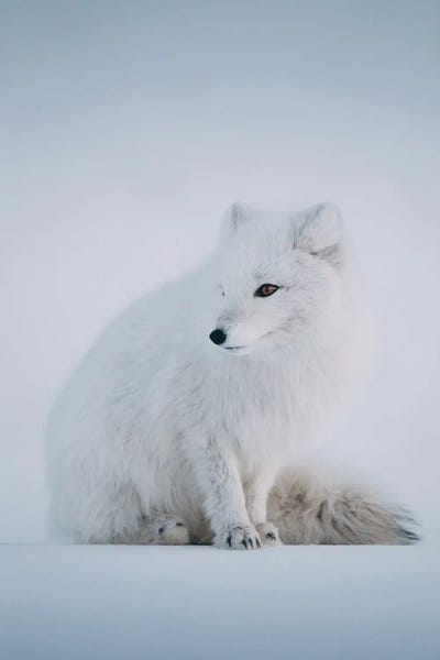 Sebastian Scheichl: Svalbard, Norway I by Sebastian Scheichl