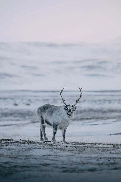 Svalbard, Norway II