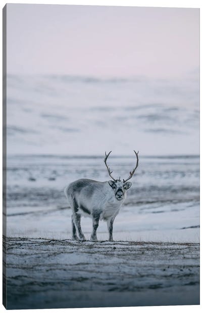 Svalbard, Norway II Canvas Art Print - Reindeer Art