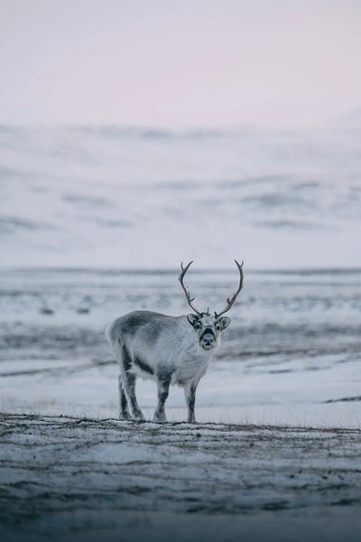 Sebastian Scheichl: Svalbard, Norway II by Sebastian Scheichl