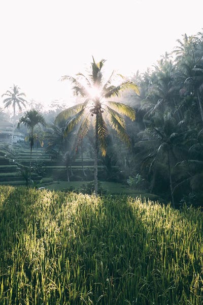 Sebastian Scheichl: Tegallalang, Indonesia by Sebastian Scheichl