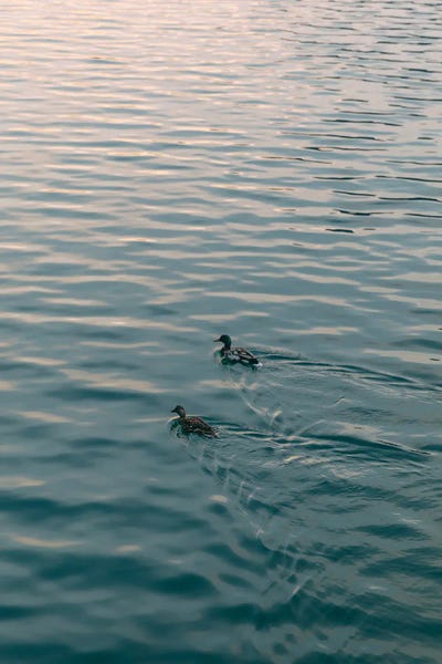 Sebastian Scheichl: Wolfgangsee, Austria by Sebastian Scheichl