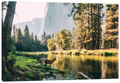 Yosemite Valley, USA Canvas Art Print - Sebastian Scheichl