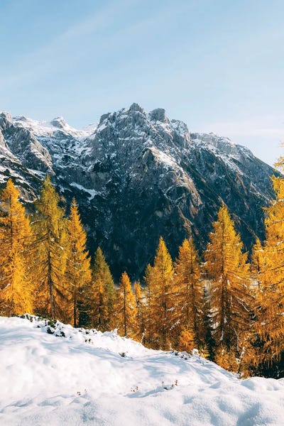 Aspen Trees: Eiskogel, Austria by Sebastian Scheichl