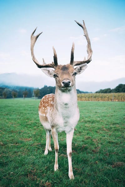 Sebastian Scheichl: Anger, Germany by Sebastian Scheichl