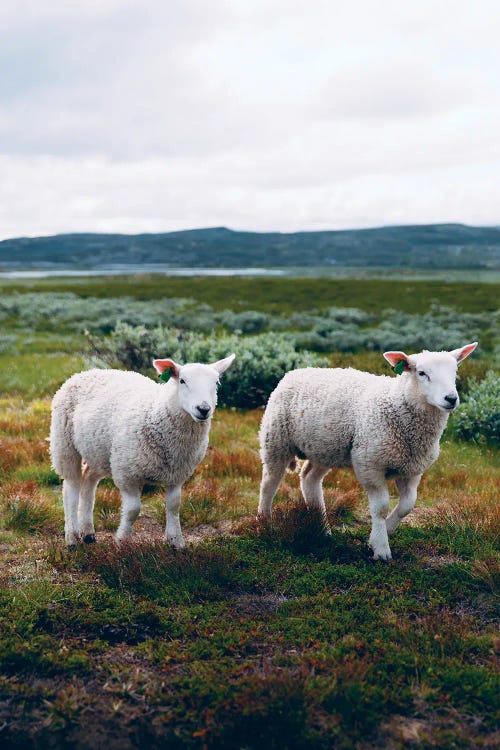 Hardangervidda, Norway II