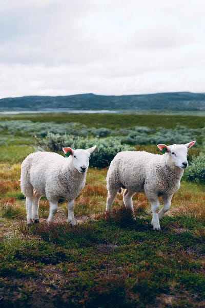 Hardangervidda, Norway II