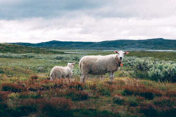 Norway: Hardangervidda, Norway III by Sebastian Scheichl