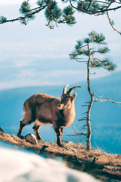 Sebastian Scheichl: Hohe Wand, Austria I by Sebastian Scheichl
