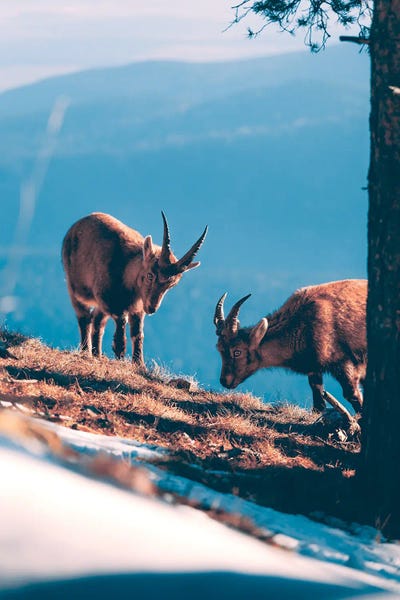 Sebastian Scheichl: Hohe Wand, Austria II by Sebastian Scheichl