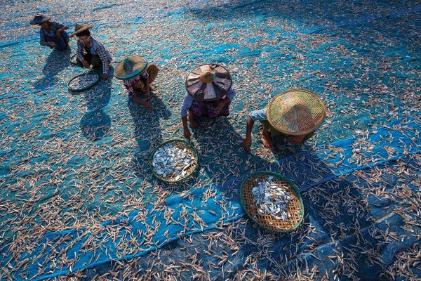 Zay Yar Lin: Fish Pickers by Zay Yar Lin