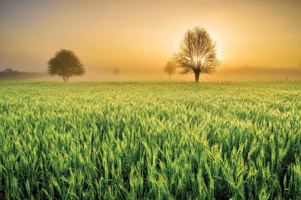 Zay Yar Lin: The First Light by Zay Yar Lin