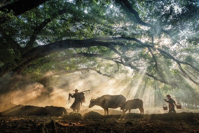 On The Way To The Farm by Zay Yar Lin framed canvas print