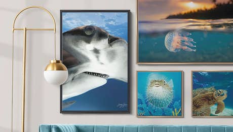 Sea Life HP Feature July 26
