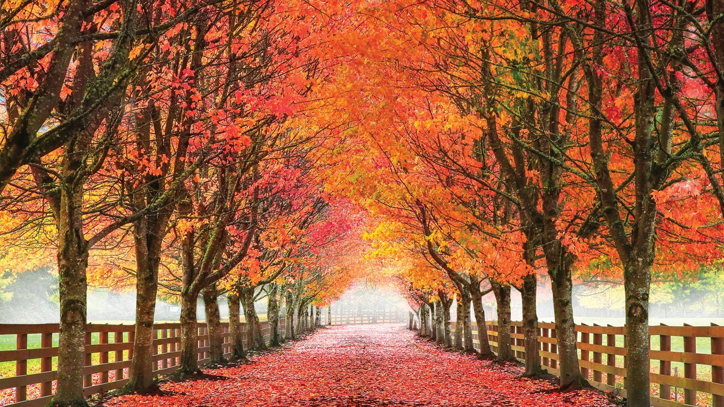Autumn Sale Page September