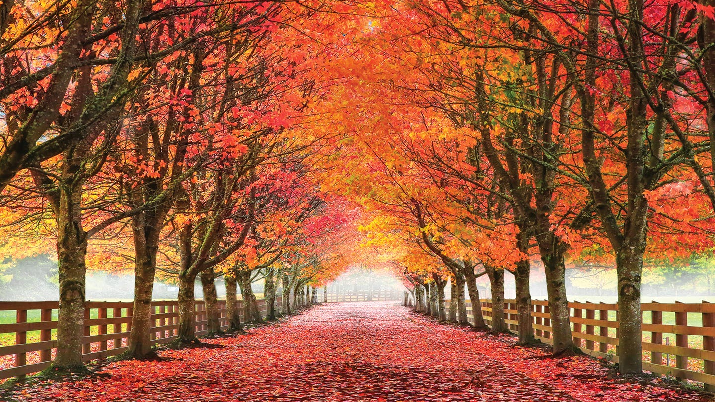 Autumn Sale Page September