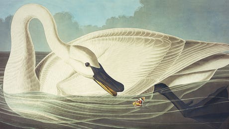 John James Audubon Hero